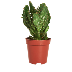 Кактус Опунция Ямайская